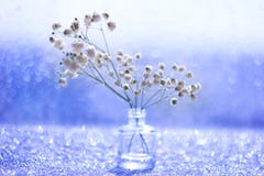 Μακρο άσπρα λουλούδια με θολωμένος bokeh ακόμα στη ζωή στοκ εικόνες Μακρο άσπρα λουλούδια με θολωμένος bokeh ακόμα στη ζωή στοκ εικόνες