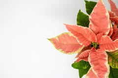 Μακρο εικόνα ενός ζωηρόχρωμου poinsettia σε ένα άσπρο κλίμα στοκ φωτογραφία Μακρο εικόνα ενός ζωηρόχρωμου poinsettia σε ένα άσπρο κλίμα στοκ φωτογραφία