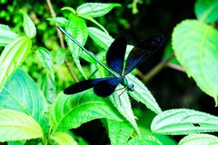 Μακρο εικόνα του επισημασμένου μπλε grasshopper χρώματος επιστημονικού ονόματος: Miliaris ή λιβελλούλη Aularches στον κλάδο στο φ στοκ φωτογραφία Μακρο εικόνα του επισημασμένου μπλε grasshopper χρώματος επιστημονικού ονόματος: Miliaris ή λιβελλούλη Aularches στον κλάδο στο φ στοκ φωτογραφία