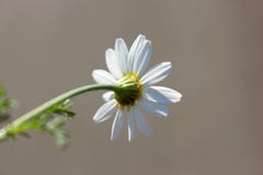 Μακρο φωτογραφία φωτεινού θερινού άσπρου chamomile στο μίσχο στοκ εικόνα Μακρο φωτογραφία φωτεινού θερινού άσπρου chamomile στο μίσχο στοκ εικόνα
