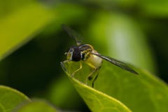 Μακροεντολή εντόμων hoverfly belteatus Episyrphus στοκ φωτογραφία με δικαίωμα ελεύθερης χρήσης Μακροεντολή εντόμων hoverfly belteatus Episyrphus στοκ φωτογραφία με δικαίωμα ελεύθερης χρήσης