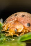 Μακροεντολή του εντόμου ζωύφιου (Ladybug) στο φύλλο στη φύση στοκ εικόνες Μακροεντολή του εντόμου ζωύφιου (Ladybug) στο φύλλο στη φύση στοκ εικόνες