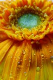 Μακροεντολή της ταπετσαρίας λουλουδιών Gerbera στοκ εικόνες Μακροεντολή της ταπετσαρίας λουλουδιών Gerbera στοκ εικόνες