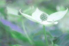 Μαλακό υπόβαθρο ανθών εστίασης dogwood με τα πράσινα και τα λευκά και purples στοκ εικόνες με δικαίωμα ελεύθερης χρήσης Μαλακό υπόβαθρο ανθών εστίασης dogwood με τα πράσινα και τα λευκά και purples στοκ εικόνες με δικαίωμα ελεύθερης χρήσης