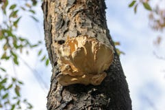 Μανιτάρι sulphureus Laetiporus στον ξύλινο κορμό prunus στον καφετή φλοιό, συστάδα των όμορφων κίτρινων νόστιμων μανιταριών στον στοκ φωτογραφία με δικαίωμα ελεύθερης χρήσης Μανιτάρι sulphureus Laetiporus στον ξύλινο κορμό prunus στον καφετή φλοιό, συστάδα των όμορφων κίτρινων νόστιμων μανιταριών στον στοκ φωτογραφία με δικαίωμα ελεύθερης χρήσης