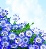 μαργαρίτα συνόρων floral Στοκ φωτογραφία με δικαίωμα ελεύθερης χρήσης μαργαρίτα συνόρων floral Στοκ φωτογραφία με δικαίωμα ελεύθερης χρήσης