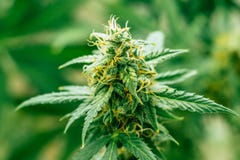 Μαριχουάνα cbd thc Οι έννοιες τα ιατρικά χορτάρια βοτανίζουν, βλαστάνουν τις καννάβεις, μακρο πυροβολισμός με τη ζάχαρη trichomes στοκ φωτογραφίες Μαριχουάνα cbd thc Οι έννοιες τα ιατρικά χορτάρια βοτανίζουν, βλαστάνουν τις καννάβεις, μακρο πυροβολισμός με τη ζάχαρη trichomes στοκ φωτογραφίες