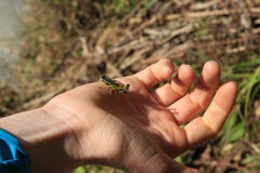 Μας πέστε το όραμά σας παλαιό grasshopper στοκ φωτογραφία Μας πέστε το όραμά σας παλαιό grasshopper στοκ φωτογραφία