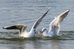 Μαυροκέφαλα seagulls που βουτούν στο νερό λιμνών για το ψωμί στοκ φωτογραφία με δικαίωμα ελεύθερης χρήσης Μαυροκέφαλα seagulls που βουτούν στο νερό λιμνών για το ψωμί στοκ φωτογραφία με δικαίωμα ελεύθερης χρήσης