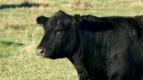 Μαύρη αγελάδα βόειου κρέατος του Angus στο συνδετήρα κινηματογραφήσεων σε πρώτο πλάνο - μια ζωική βοσκή στο λιβάδι απόθεμα βίντεο Μαύρη αγελάδα βόειου κρέατος του Angus στο συνδετήρα κινηματογραφήσεων σε πρώτο πλάνο - μια ζωική βοσκή στο λιβάδι απόθεμα βίντεο