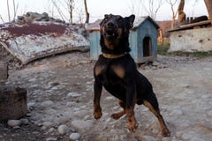 Μαύρη αποφλοίωση Doberman στην αλυσίδα που παρουσιάζει τα δόντια και θυμό του στοκ εικόνες Μαύρη αποφλοίωση Doberman στην αλυσίδα που παρουσιάζει τα δόντια και θυμό του στοκ εικόνες