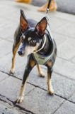 Μαύρο doberman ύφος σκυλιών chihuahua στοκ φωτογραφία με δικαίωμα ελεύθερης χρήσης Μαύρο doberman ύφος σκυλιών chihuahua στοκ φωτογραφία με δικαίωμα ελεύθερης χρήσης
