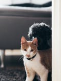 Μαύρο poodle να γλιστρήσει πίσω από τη γάτα στοκ φωτογραφίες με δικαίωμα ελεύθερης χρήσης Μαύρο poodle να γλιστρήσει πίσω από τη γάτα στοκ φωτογραφίες με δικαίωμα ελεύθερης χρήσης