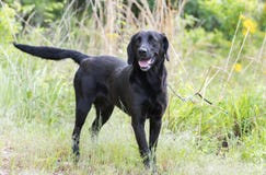 Μαύρο Retriever του Λαμπραντόρ σκυλί έξω στη wagging ουρά λουριών στοκ εικόνα με δικαίωμα ελεύθερης χρήσης Μαύρο Retriever του Λαμπραντόρ σκυλί έξω στη wagging ουρά λουριών στοκ εικόνα με δικαίωμα ελεύθερης χρήσης