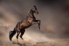 Μαύρο άλογο που εκτρέφει επάνω στοκ εικόνα με δικαίωμα ελεύθερης χρήσης Μαύρο άλογο που εκτρέφει επάνω στοκ εικόνα με δικαίωμα ελεύθερης χρήσης