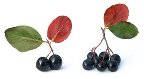 μαύρος chokeberry aronia στοκ εικόνα μαύρος chokeberry aronia στοκ εικόνα