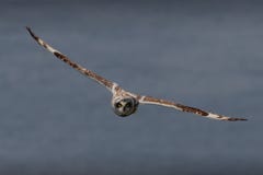 Με μικρά αυτιά κουκουβάγια στοκ φωτογραφίες Με μικρά αυτιά κουκουβάγια στοκ φωτογραφίες