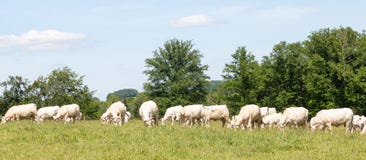 Μεγάλο κοπάδι της άσπρης Charolais βοσκής βοοειδών βόειου κρέατος σε ένα χλοώδες PA Στοκ φωτογραφία με δικαίωμα ελεύθερης χρήσης Μεγάλο κοπάδι της άσπρης Charolais βοσκής βοοειδών βόειου κρέατος σε ένα χλοώδες PA Στοκ φωτογραφία με δικαίωμα ελεύθερης χρήσης