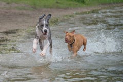 Μεγάλοι Δανός και Pitbull που τρέχουν κατά μήκος της παραλίας στοκ εικόνες Μεγάλοι Δανός και Pitbull που τρέχουν κατά μήκος της παραλίας στοκ εικόνες
