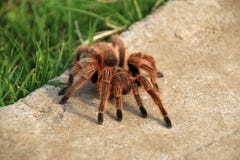 Μεγάλος ένας καφετής αυξήθηκε τρίχα Tarantula που σέρνεται στον κήπο, Χιλή στοκ εικόνα με δικαίωμα ελεύθερης χρήσης Μεγάλος ένας καφετής αυξήθηκε τρίχα Tarantula που σέρνεται στον κήπο, Χιλή στοκ εικόνα με δικαίωμα ελεύθερης χρήσης
