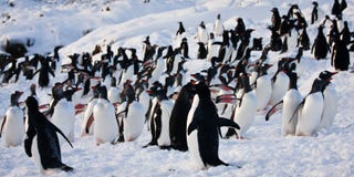 μεγάλα penguins ομάδας μεγάλα penguins ομάδας