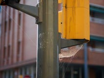 Μεγάλη αράχνη καθαρή σε έναν φωτεινό σηματοδότη στη μέση μιας αστικής περιοχής στοκ φωτογραφίες Μεγάλη αράχνη καθαρή σε έναν φωτεινό σηματοδότη στη μέση μιας αστικής περιοχής στοκ φωτογραφίες