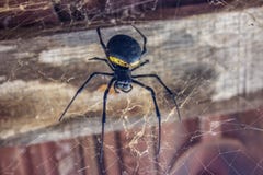Μεγάλη μαύρη αράχνη στοκ φωτογραφία με δικαίωμα ελεύθερης χρήσης Μεγάλη μαύρη αράχνη στοκ φωτογραφία με δικαίωμα ελεύθερης χρήσης