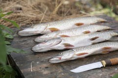 Μεγάλη σύλληψη των ψαριών λούτσοι στοκ φωτογραφία Μεγάλη σύλληψη των ψαριών λούτσοι στοκ φωτογραφία