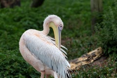 Μεγάλο άσπρο onocrotalus Pelecanus πελεκάνων στοκ εικόνες με δικαίωμα ελεύθερης χρήσης Μεγάλο άσπρο onocrotalus Pelecanus πελεκάνων στοκ εικόνες με δικαίωμα ελεύθερης χρήσης