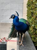 Μεγάλο αρσενικό peacock στην προεξοχή που εξετάζει το πλήρες σώμα καμερών στοκ φωτογραφίες με δικαίωμα ελεύθερης χρήσης Μεγάλο αρσενικό peacock στην προεξοχή που εξετάζει το πλήρες σώμα καμερών στοκ φωτογραφίες με δικαίωμα ελεύθερης χρήσης