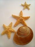 Μεγάλο θαλασσινό κοχύλι και starfishs στοκ φωτογραφία με δικαίωμα ελεύθερης χρήσης Μεγάλο θαλασσινό κοχύλι και starfishs στοκ φωτογραφία με δικαίωμα ελεύθερης χρήσης
