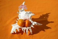 Μεγάλο θαλασσινό κοχύλι με τρία tangerines μέσα από το στοκ εικόνα με δικαίωμα ελεύθερης χρήσης Μεγάλο θαλασσινό κοχύλι με τρία tangerines μέσα από το στοκ εικόνα με δικαίωμα ελεύθερης χρήσης