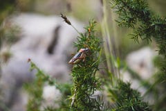 Μεγάλο σκοτεινό grasshopper στον κλάδο θάμνων στοκ φωτογραφία με δικαίωμα ελεύθερης χρήσης Μεγάλο σκοτεινό grasshopper στον κλάδο θάμνων στοκ φωτογραφία με δικαίωμα ελεύθερης χρήσης
