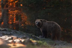 Μεγάλος καφετής αντέχει τις στάσεις στο υπόβαθρο του δάσους φθινοπώρου και εξετάζει τα μάτια σας Το Ursus Arctos καφετί αφορά το στοκ φωτογραφίες με δικαίωμα ελεύθερης χρήσης Μεγάλος καφετής αντέχει τις στάσεις στο υπόβαθρο του δάσους φθινοπώρου και εξετάζει τα μάτια σας Το Ursus Arctos καφετί αφορά το στοκ φωτογραφίες με δικαίωμα ελεύθερης χρήσης