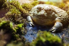 Μεγάλος ταύρος φρύνων στο terrarium, κοντά στο βρύο στοκ φωτογραφία με δικαίωμα ελεύθερης χρήσης Μεγάλος ταύρος φρύνων στο terrarium, κοντά στο βρύο στοκ φωτογραφία με δικαίωμα ελεύθερης χρήσης