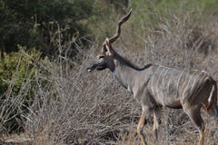 Μεγαλύτερο Kudus στη βούρτσα στοκ εικόνα Μεγαλύτερο Kudus στη βούρτσα στοκ εικόνα