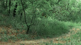 Μεμβρανοειδές κορίτσι γοητείας στα γυαλιά και τα κοντά σορτς που περπατά κάτω απόθεμα βίντεο Μεμβρανοειδές κορίτσι γοητείας στα γυαλιά και τα κοντά σορτς που περπατά κάτω απόθεμα βίντεο