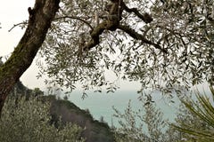 Μεσογειακός κήπος με τις ελιές στοκ φωτογραφία Μεσογειακός κήπος με τις ελιές στοκ φωτογραφία
