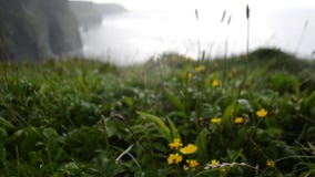 Μετακίνηση εστίασης χλόης της νότιας άποψης που κοιτάζει πέρα από τους απότομους βράχους Moher στη κομητεία Clare, Ιρλανδία φιλμ μικρού μήκους Μετακίνηση εστίασης χλόης της νότιας άποψης που κοιτάζει πέρα από τους απότομους βράχους Moher στη κομητεία Clare, Ιρλανδία φιλμ μικρού μήκους