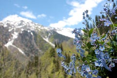 Μια ανθοδέσμη μπλε forget-me-nots με τα χιονώδη βουνά, το μπλε ουρανό και τα πράσινα δέντρα στο υπόβαθρο στοκ φωτογραφίες με δικαίωμα ελεύθερης χρήσης Μια ανθοδέσμη μπλε forget-me-nots με τα χιονώδη βουνά, το μπλε ουρανό και τα πράσινα δέντρα στο υπόβαθρο στοκ φωτογραφίες με δικαίωμα ελεύθερης χρήσης