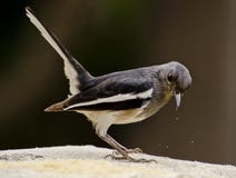 Μια ασιατική κίσσα Robin που ταΐζει σε έναν τροφοδότη πουλιών Στοκ Φωτογραφίες Μια ασιατική κίσσα Robin που ταΐζει σε έναν τροφοδότη πουλιών Στοκ Φωτογραφίες