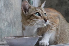 Μια γκρινιάρα και χαριτωμένη γάτα στοκ εικόνες Μια γκρινιάρα και χαριτωμένη γάτα στοκ εικόνες