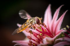 Μια θηλυκή συνεδρίαση hoverfly μαρμελάδας σε ένα λουλούδι houseleek στοκ εικόνα με δικαίωμα ελεύθερης χρήσης Μια θηλυκή συνεδρίαση hoverfly μαρμελάδας σε ένα λουλούδι houseleek στοκ εικόνα με δικαίωμα ελεύθερης χρήσης