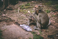 Μια μητέρα macaque και η συνεδρίαση μωρών της κοντά στους ναούς Angkor Wat στην Καμπότζη στοκ φωτογραφία με δικαίωμα ελεύθερης χρήσης Μια μητέρα macaque και η συνεδρίαση μωρών της κοντά στους ναούς Angkor Wat στην Καμπότζη στοκ φωτογραφία με δικαίωμα ελεύθερης χρήσης