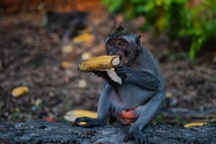 Μια νεολαία λίγος πίθηκος macaque τρώει την μπανάνα Χαριτωμένοι πίθηκοι στοκ εικόνα Μια νεολαία λίγος πίθηκος macaque τρώει την μπανάνα Χαριτωμένοι πίθηκοι στοκ εικόνα