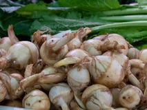 Μια ομάδα άσπρων κρεμμυδιών και πράσινων λαχανικών φύλλων στοκ φωτογραφίες Μια ομάδα άσπρων κρεμμυδιών και πράσινων λαχανικών φύλλων στοκ φωτογραφίες
