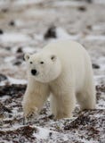 Μια πολική αρκούδα tundra χιόνι Καναδάς στοκ φωτογραφίες με δικαίωμα ελεύθερης χρήσης Μια πολική αρκούδα tundra χιόνι Καναδάς στοκ φωτογραφίες με δικαίωμα ελεύθερης χρήσης