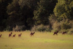 Μια συμμορία του θηλυκού αγελάδων και των αλκών μωρών μόσχων που καλπάζουν πέρα από έναν τομέα προς το δάσος στοκ εικόνα Μια συμμορία του θηλυκού αγελάδων και των αλκών μωρών μόσχων που καλπάζουν πέρα από έναν τομέα προς το δάσος στοκ εικόνα