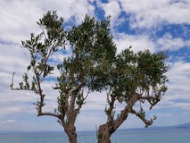 Μια φωτογραφία της νέας ελιάς με το όμορφο υπόβαθρο στοκ εικόνα με δικαίωμα ελεύθερης χρήσης Μια φωτογραφία της νέας ελιάς με το όμορφο υπόβαθρο στοκ εικόνα με δικαίωμα ελεύθερης χρήσης