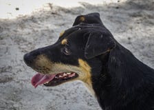 Μια χαλάρωση σκυλιών στην παραλία άμμου στοκ φωτογραφία Μια χαλάρωση σκυλιών στην παραλία άμμου στοκ φωτογραφία